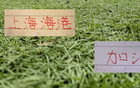 足协杯8强 CCTV5直播两场 !海港能否延续2023年以来都有冠军势头 就看这场 足协杯8强 CCTV5直播两场 !海港能否延续2023年以来都有冠军势头 就看这场